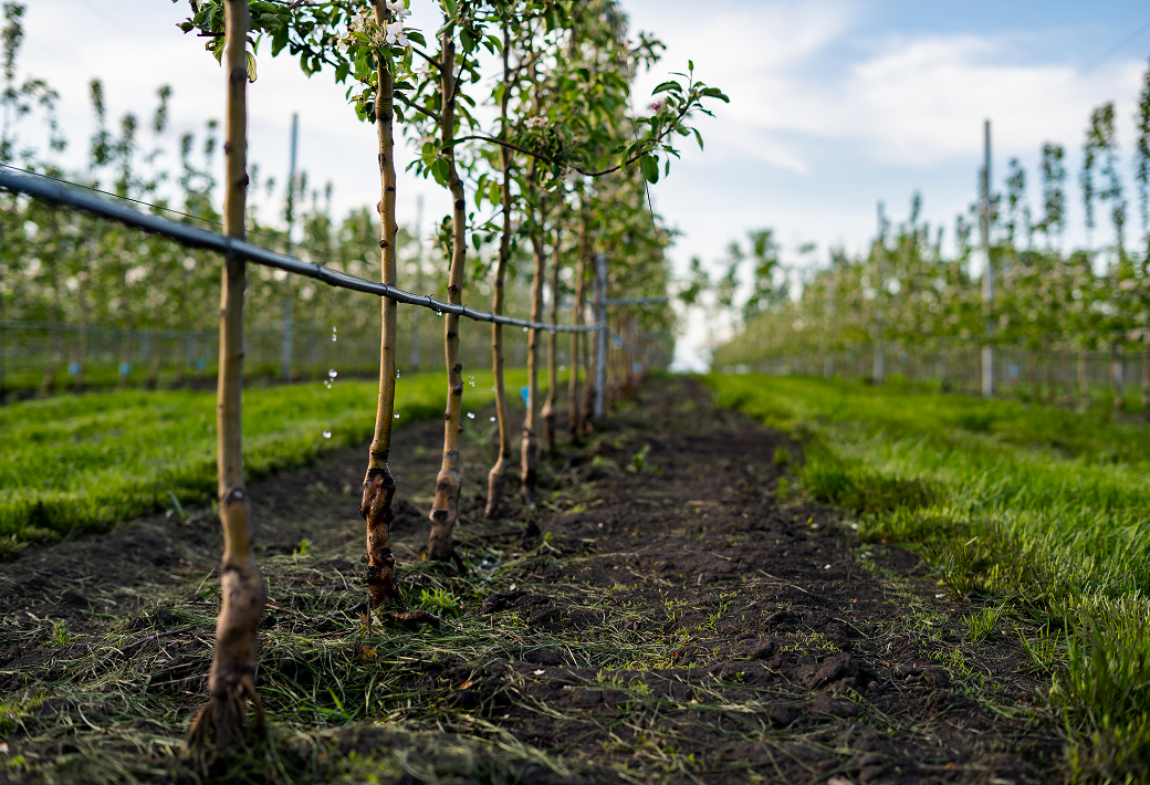 Vineyard drip system